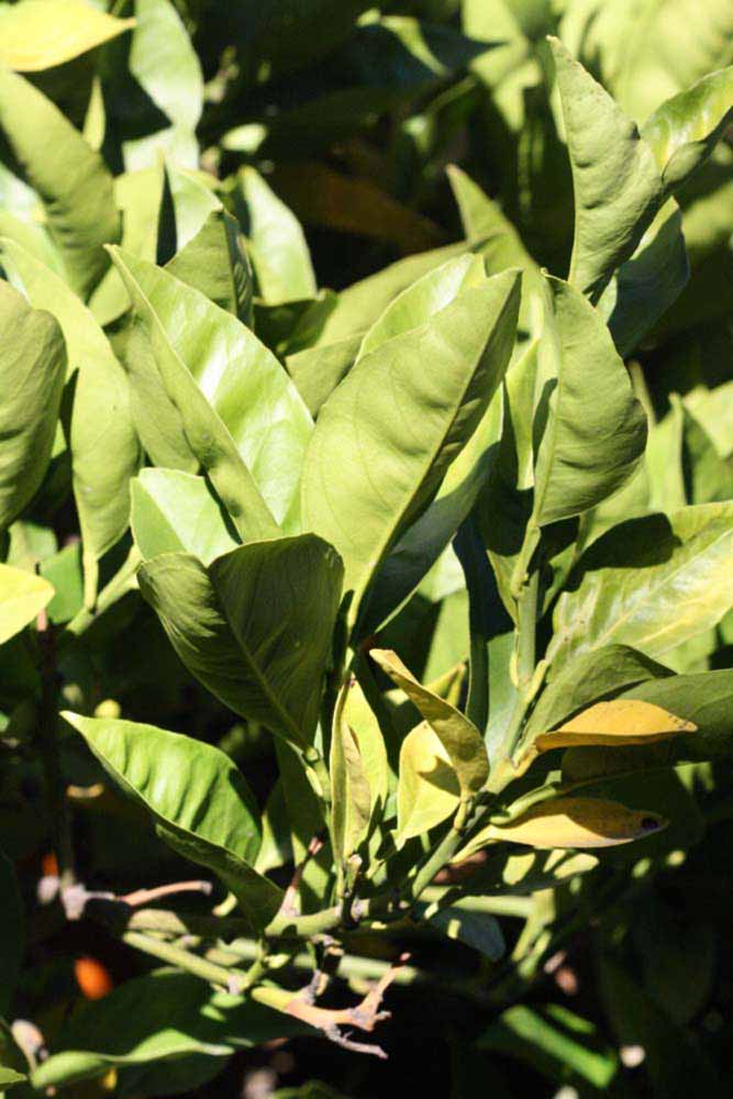            Sun leaves (Summer Workman, Riverside, CA)   